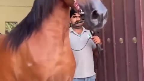 Horse