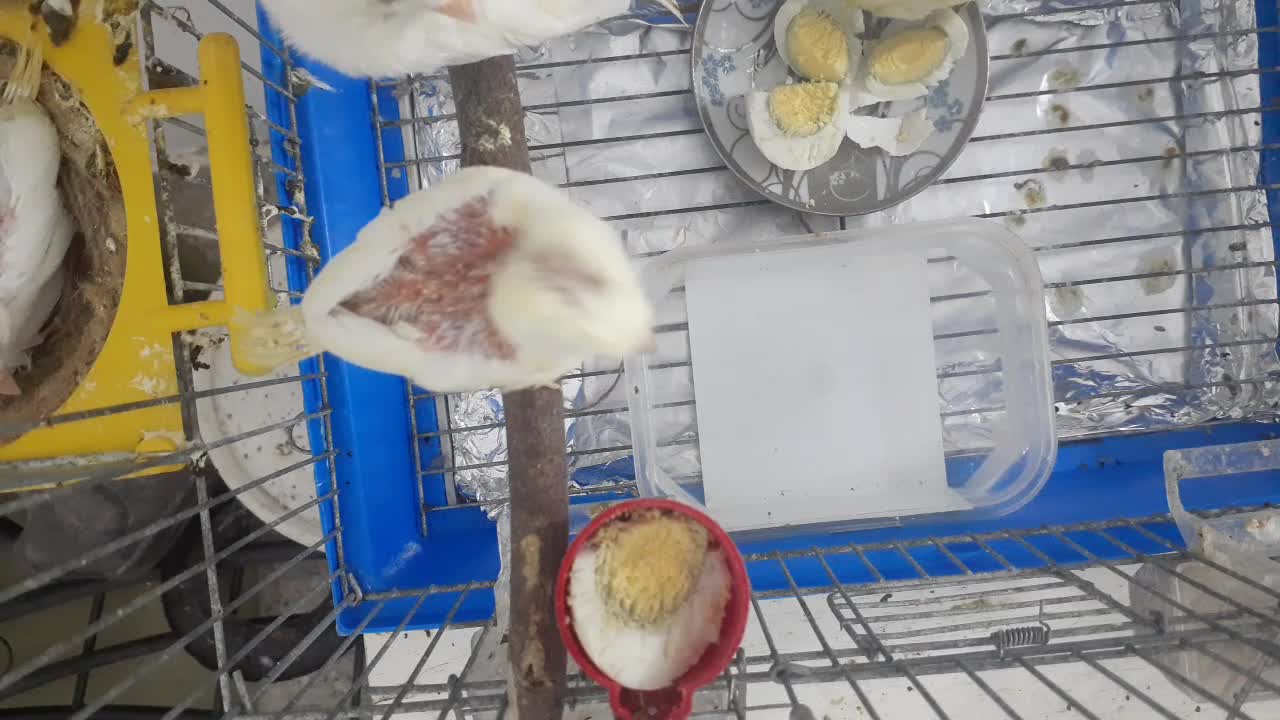 1st day out | Canary teaches his little chick to eat