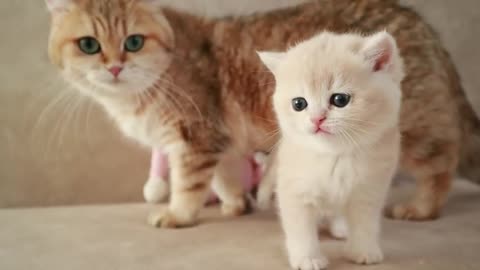 Mom Cat playing and talking #cat #cute #kitten #pets #meow #videos #shorts #dog