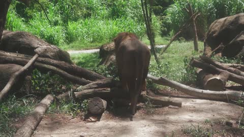 hungry lion