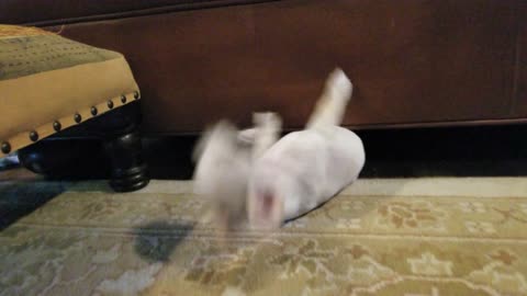 Little Daisey back under the couch!