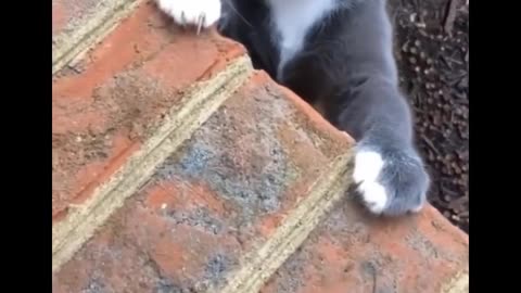 FUNNIEST CAT (DON'T TRY TO HOLD BACK LAUGHTER)