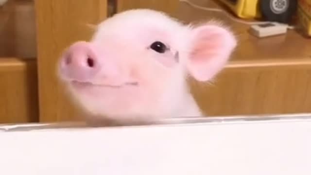 Cute& Funny Moments of Animals Video Compilation #17