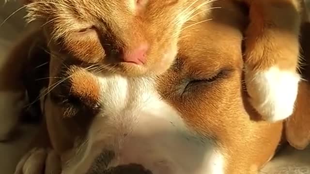 A collection of all kinds of animals showing affection. Animals are also very loving