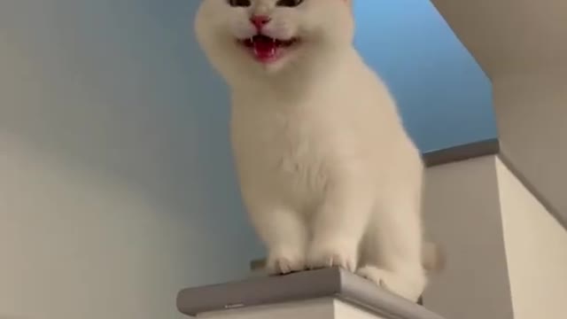 Cute cat
