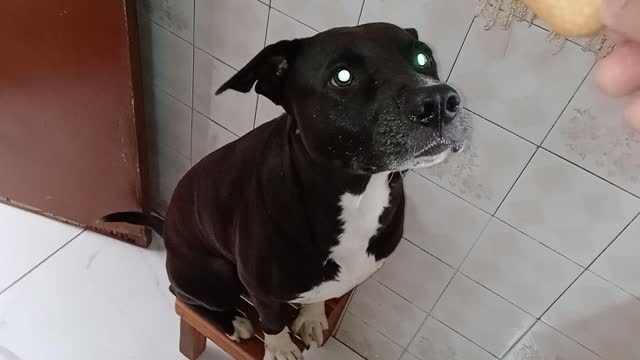 Adestrando meu cachorro