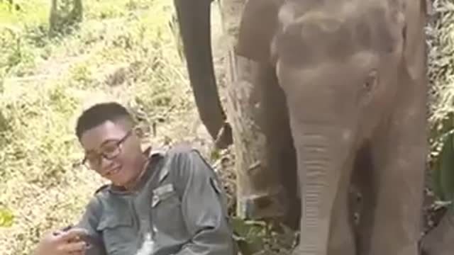 human conversation with the elephant