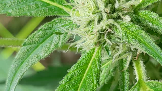 Mary-jane