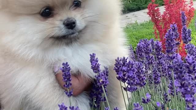 White puppy in the garden