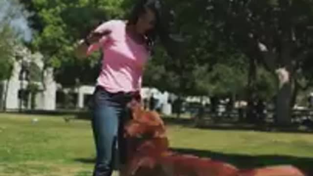 Dog training video