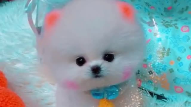 Cute puppy dog