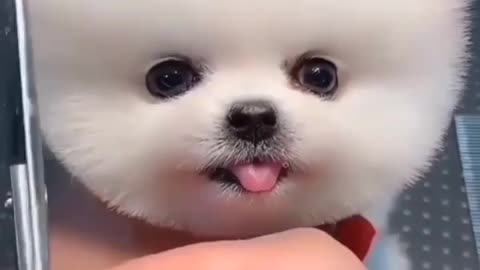 Cutest puppy Most beautiful in the world