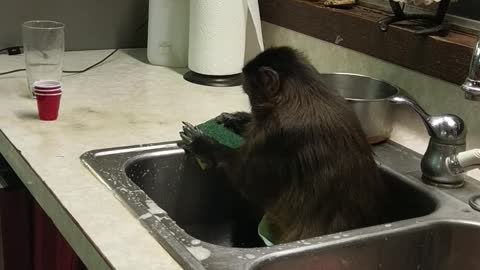 Monkey Keeping the Sink Clean