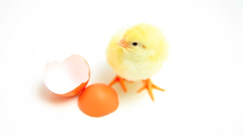 Isn't the cute yellow baby chick cute?