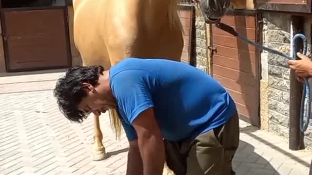 Horses video-funny big horses video