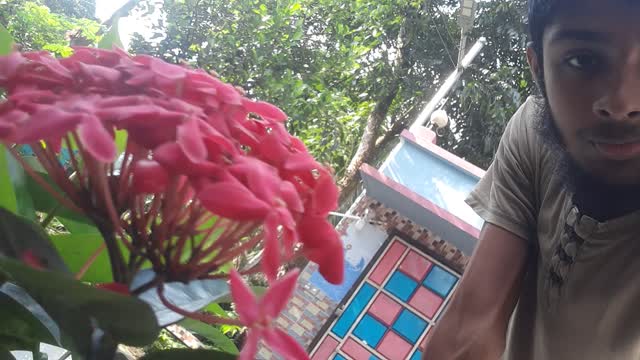 The flowers of my tree are very beautiful