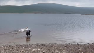 Swimming puppies