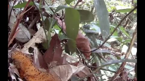 Baby birds 'turn' into caterpillars to scare away predators.