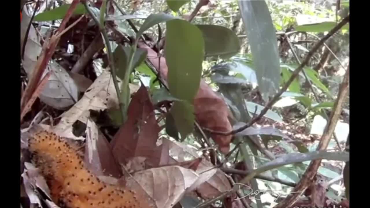 Baby birds 'turn' into caterpillars to scare away predators.