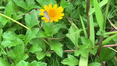 Wild flowers on the roadside