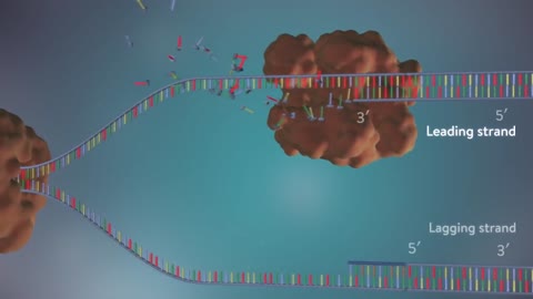 DNA replication - 3D animation