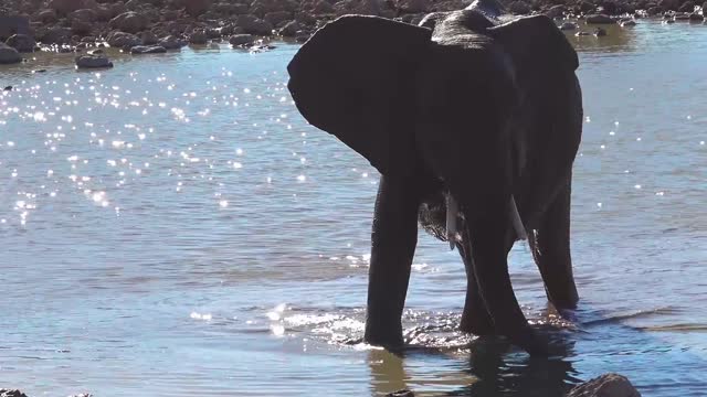 A thirsty adorable Elephant finds drinking water in the National Park Namibia