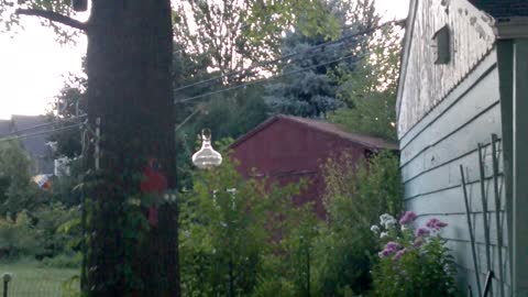 Cicadas in the Pin Oak