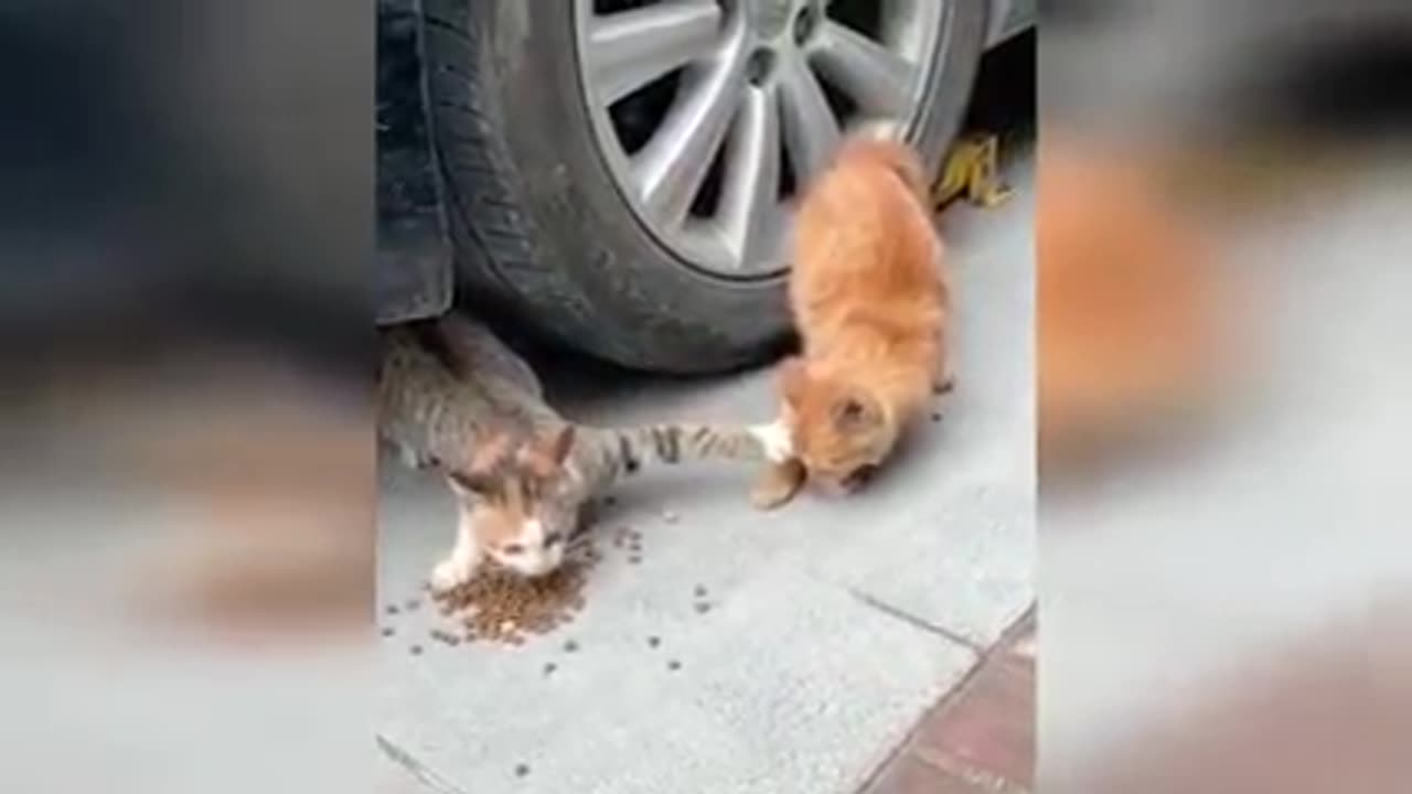 Crazy cat & dog moments😍