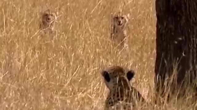 Cheetah Cubs Look For Their Mother | Little Big Cat | BBC Earth