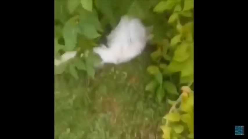 Weird cat in the garden