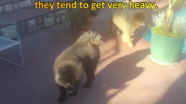 Chow Chow Dog : By the Pool #chowchowdogbreed