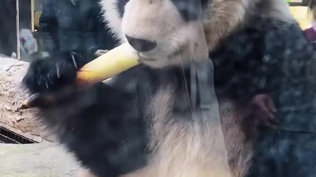 Cute panda is eating bamboo shoots