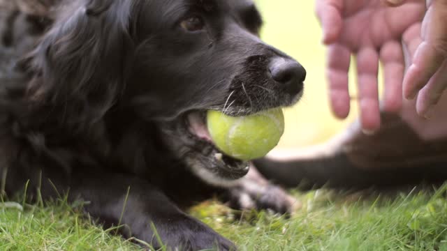 A dog chews a tennis ball