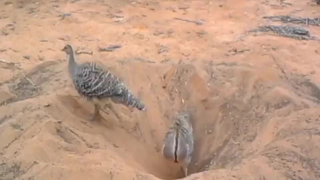 Well-coordinated teamwork