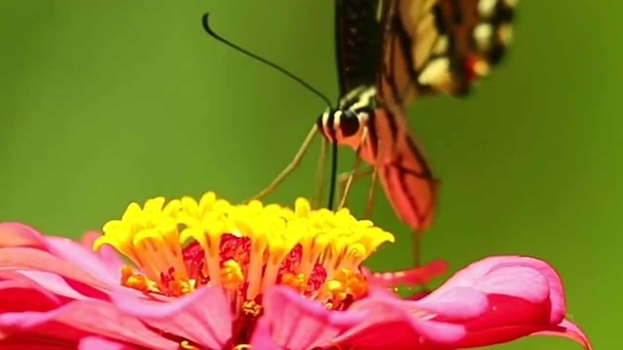nature world of the magnificent butterflies