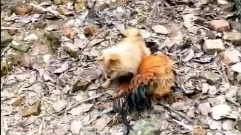 Funny Dog vs hen Fight Videos