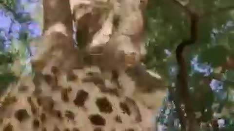 funny pet
