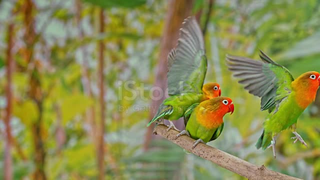 Parrot bird sounds3