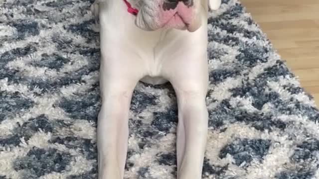 THE GREAT DANE Dog Video 216 - Great Dane Compilation - Tallest Dog in The World