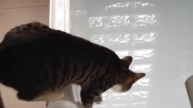 cat taking a bath