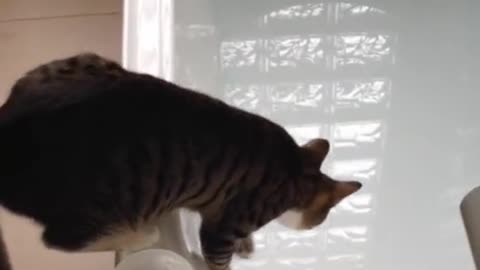 cat taking a bath