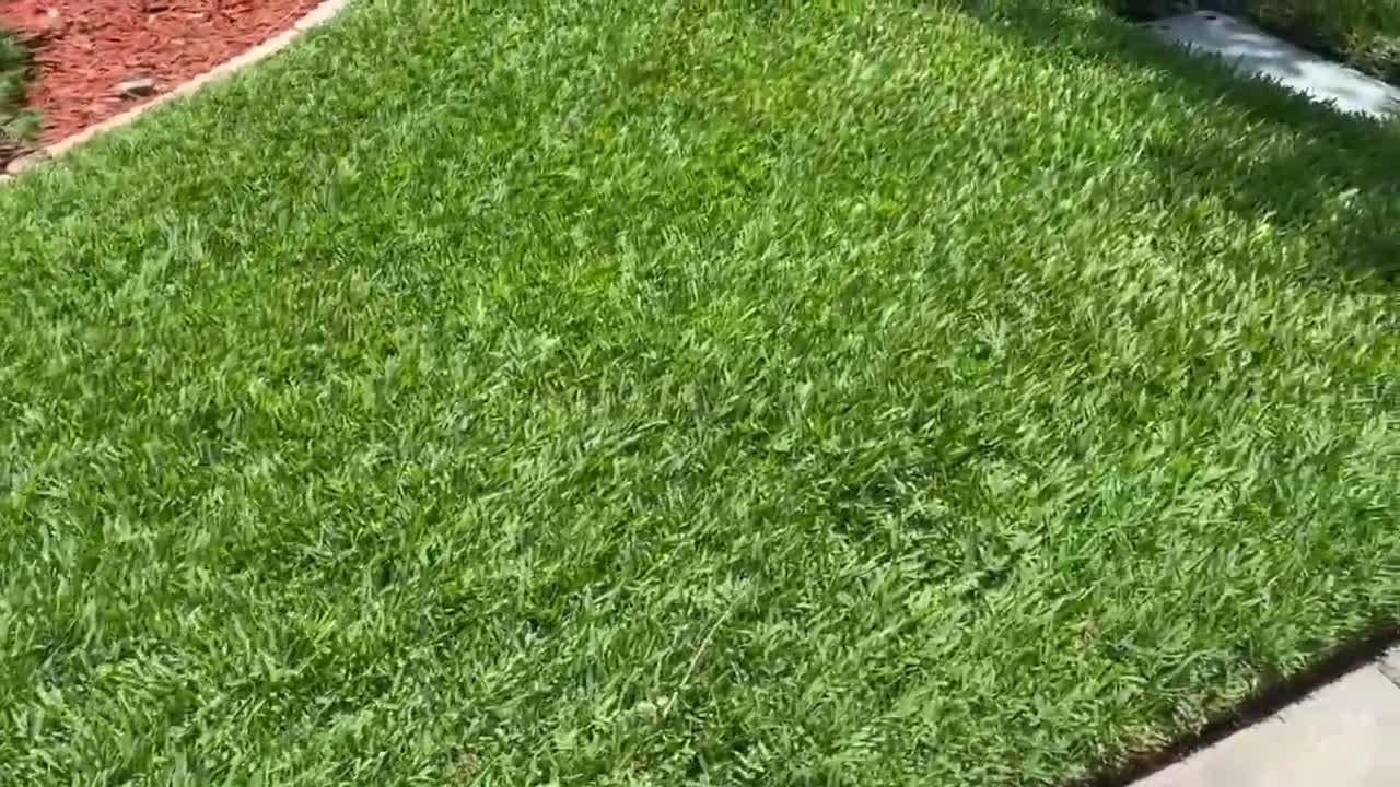 St. Augustine Fungus Issues