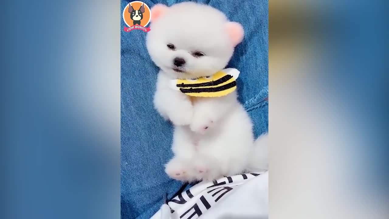 Funny Animals 2022 - Cute dogs doing funny things
