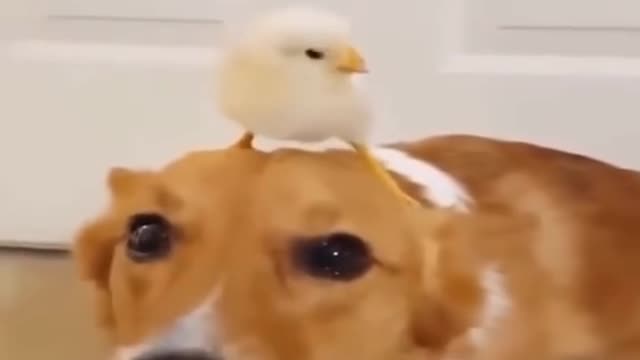 cute chick playing on dog's head