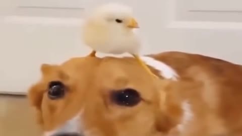 cute chick playing on dog's head