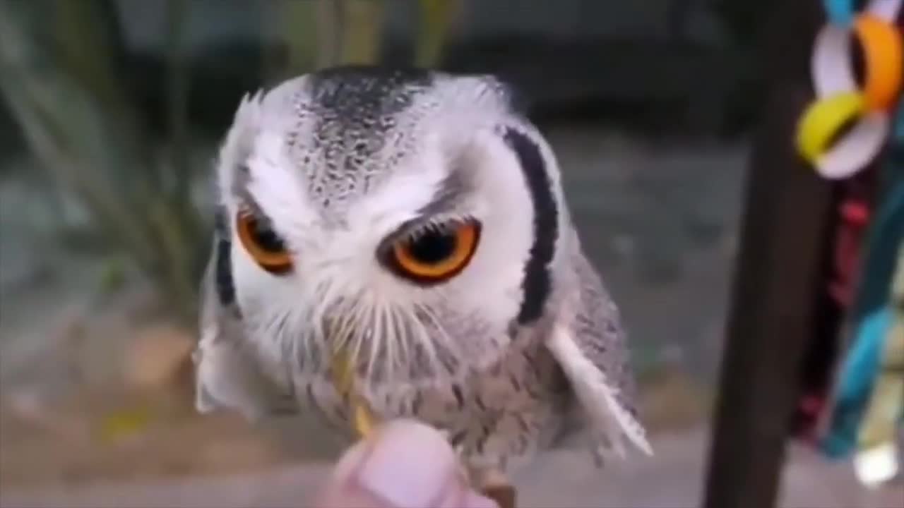 Crazy funny animal's and parrots