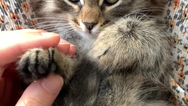 The way the cat is petted