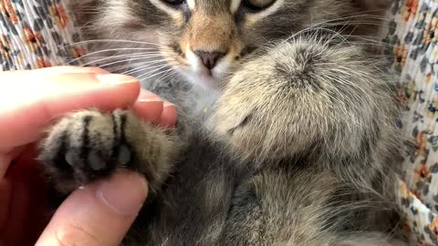 The way the cat is petted