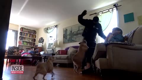 Dogs tested whether they can defend their owners during home invasion