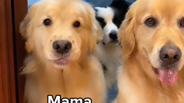 #dogsoftiktok #cute